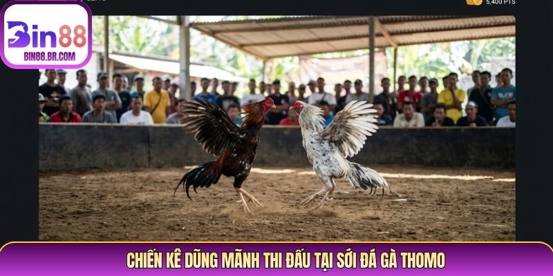 Chiến kê dũng mãnh thi đấu tại sới đá gà Thomo
