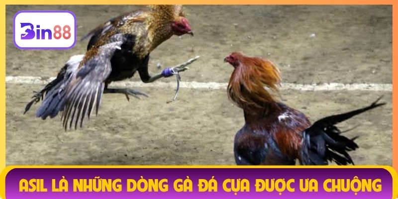 Asil là một trong những dòng gà đá cựa được ưa chuộng