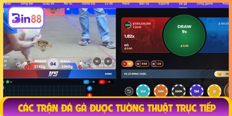 Các trận đá gà được tường thuật trực tiếp