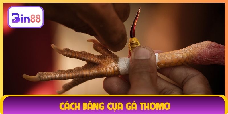 cách băng cựa gà Thomo