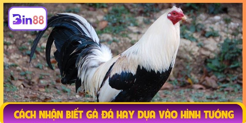 Cách nhận biết gà đá hay dựa vào hình tướng