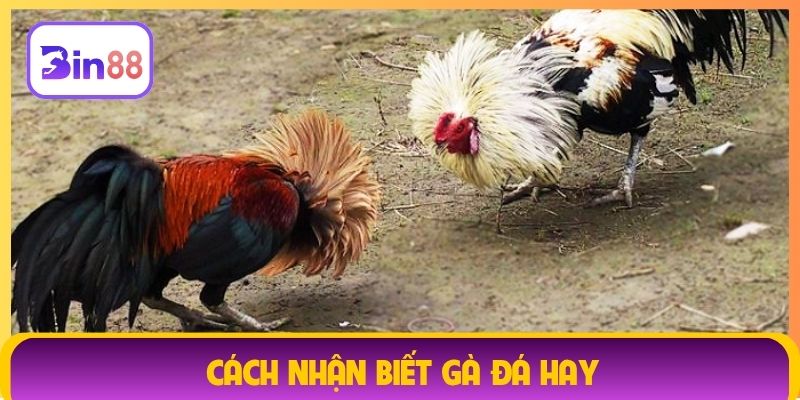 cách nhận biết gà đá hay