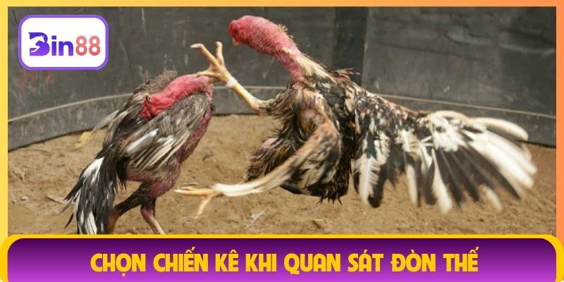 Chọn chiến kê khi quan sát đòn thế