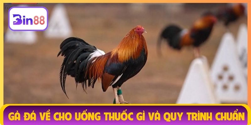 Gà đá về cho uống thuốc gì và quy trình chuẩn