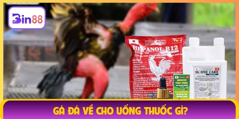 gà đá về cho uống thuốc gì