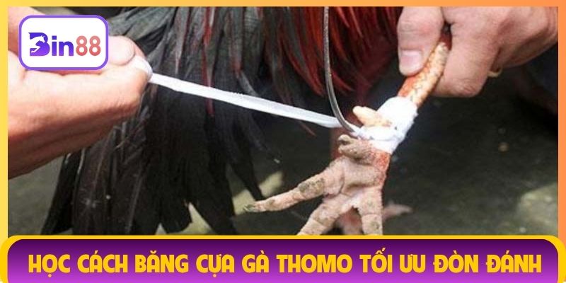 Học cách băng cựa gà Thomo tối ưu đòn đánh