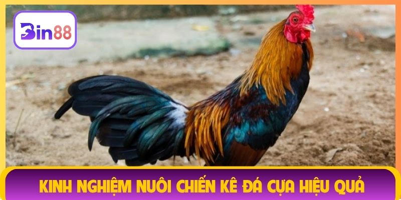 Kinh nghiệm nuôi chiến kê đá cựa hiệu quả