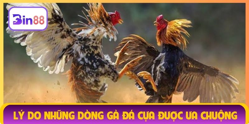 Lý do những dòng gà đá cựa được ưa chuộng