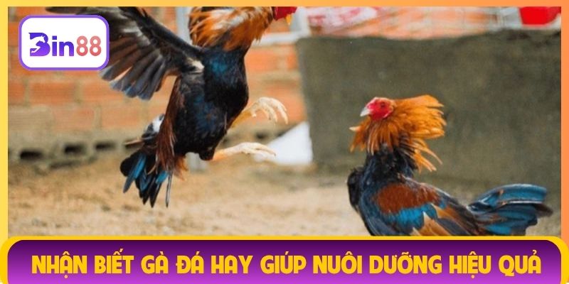 Nhận biết gà đá hay giúp nuôi dưỡng hiệu quả